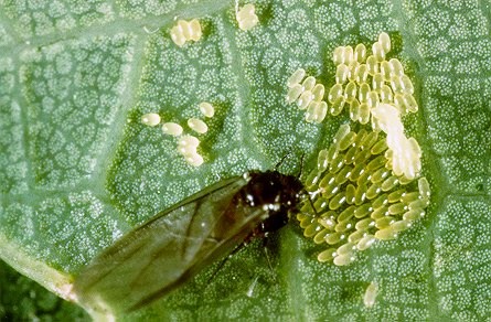 Phylloxera quercus image.