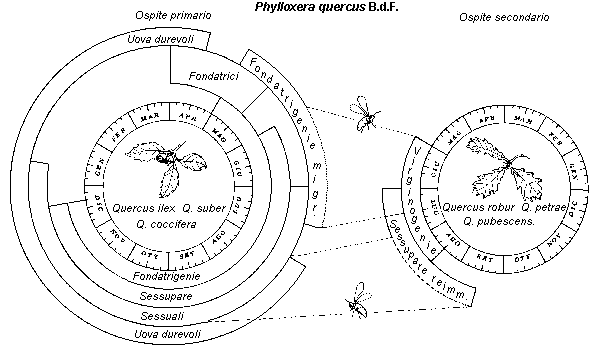 Rappresentazione schematica del ciclo biologico.