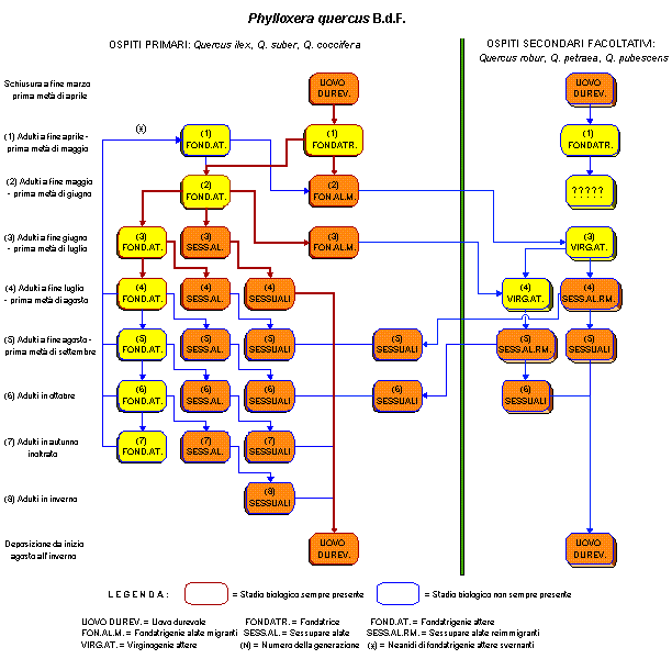 Rappresentazione dettagliata del ciclo biologico