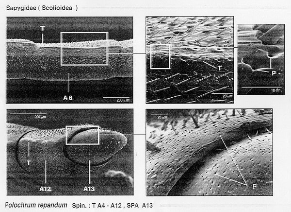 Sapygidae (Scolioidea)