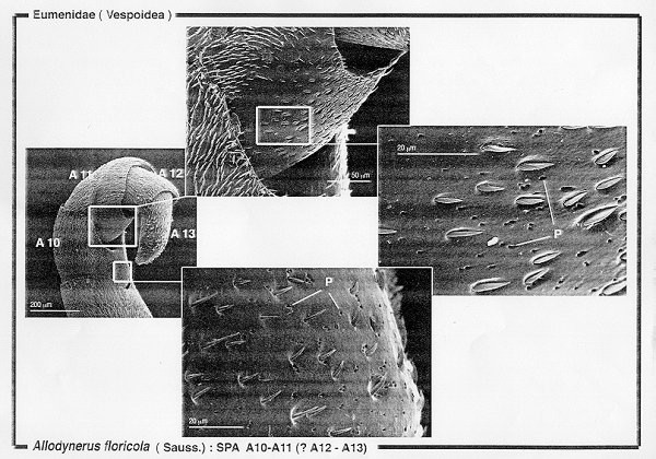 Eumenidae (Vespoidea)