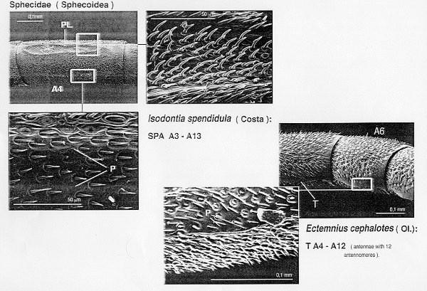 Isodontia, Ectemnius