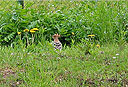 Upupa passeggia in giardino