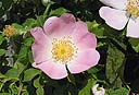 Rosa canina