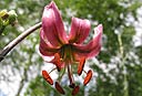 Il Giglio martagone (Lilium martagon) fiorisce a Giugno ed è piuttosto raro. Per questo rappresenta una specie particolarmente protetta