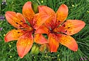 Il giglio selvatico (Lilium bulbiferum) fiorisce a Giugno ed è piuttosto diffuso sul territorio