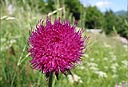 Cardo (Carduus nutans)