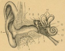 L'orecchio umano