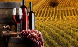 vino-rosso-vigneti-590x330.jpg