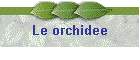 Le orchidee