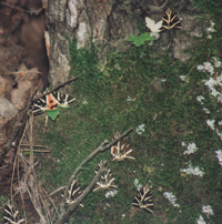 Densità delle farfalle in diminuzione (foto A. Ustillani)