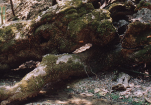 Fondo valle: torrente e tronco coperto da farfalle in estivazione (foto A. Ustillani)