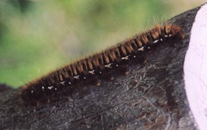 Lasiocampa quercus (Lasiocampidae) (foto A. Ustillani)