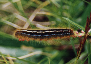Malacosoma castrense - (Lasiocampidae: Lasiocampinae) (foto A. Ustillani)