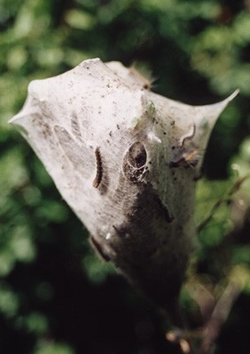 Taumatopea pitocampa (Processionaria del pino) (Thaumetopoeidae) (foto A. Ustillani)