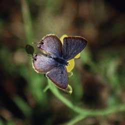 Lampides boeticus (L.) (foto A. Ustillani)