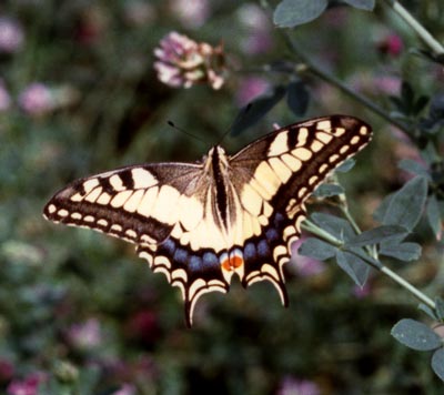 Papilio machaon L. Macaone
