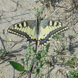 Papilio machaon L. Macaone (foto A. Ustillani)