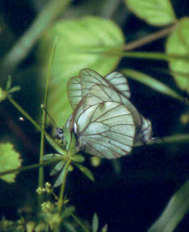 Aporia crataegi - copula (L.) (foto A. Ustillani)