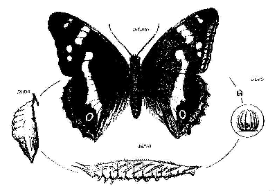 Rappresentazione schematica del ciclo biologico delle farfalle