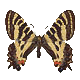 Papilio machaon (L.) Macaone.
