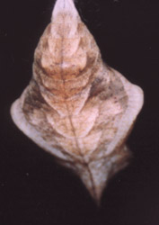 Caligo memnon - pupa (foto A. Ustillani)