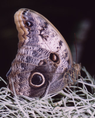 Caligo memnon - vista pagina inferiore delle ali (foto A. Ustillani)