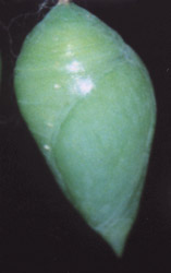 Morpho peleides - pupa (foto A. Ustillani)