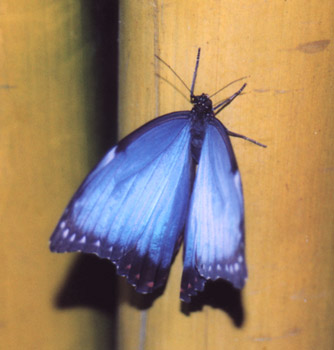 Morpho peleides - vista pagina superiore delle ali (foto A. Ustillani)