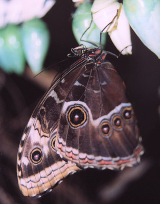 Morpho peleides a riposo - vista pagina inferiore delle ali (foto A. Ustillani)