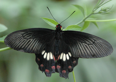 Papilio rumanzovia - (foto A. Ustillani)
