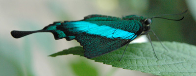Papilio paris (foto A. Ustillani)