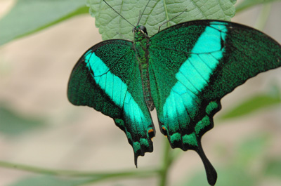 Papilio rumanzovia - bottinazione (foto A. Ustillani)