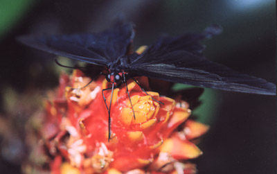 Papilio rumanzovia - bottinazione (foto A. Ustillani)