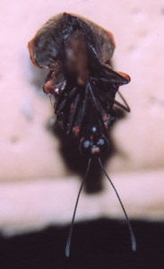 Papilio rumanzovia - fuoriuscita dell'adulto (foto A. Ustillani)