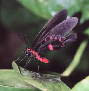 Papilio rumanzovia - asciugatura delle ali (foto A. Ustillani)