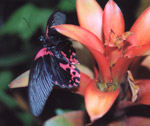 Papilio rumanzovia (Fabricius) - (foto A. Ustillani)