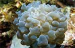 Bubble coral (?)