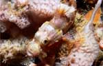 Smallscale Scorpionfish
