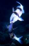 Doublebar Goatfish (18k)