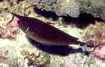 Longnose Unicornfish (40k)