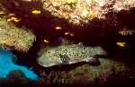 Giant Pufferfish (26k)