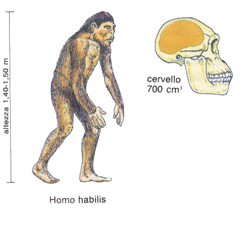 evoluzione dell’homo habilis