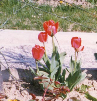 tulipani.JPG (30461 byte)