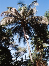 Carabane : palma da cocco
