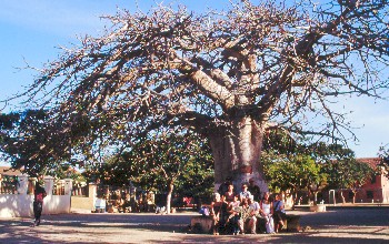 Gore : baobab