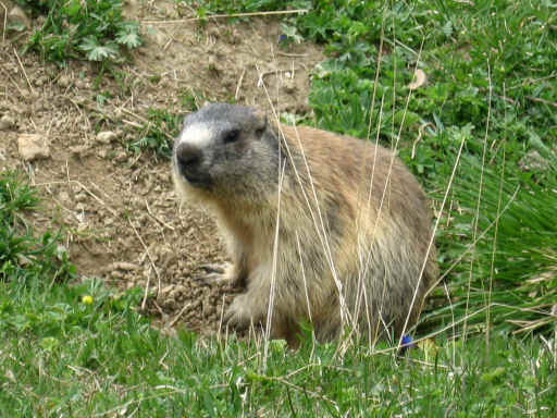 IMG_1568Marmotta.jpg (90789 byte)