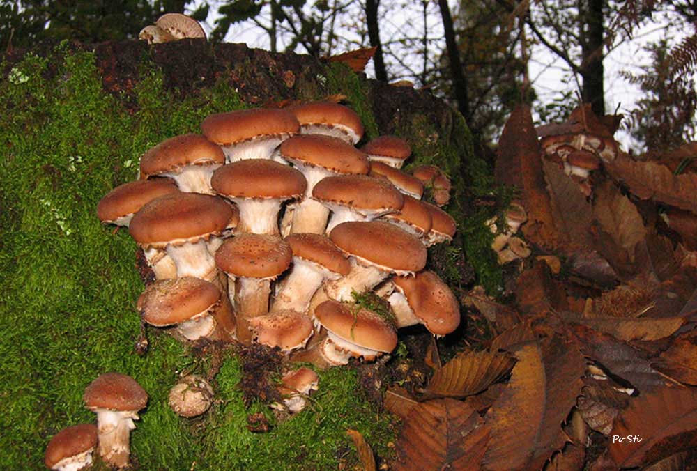 Armillaria ostoyae самый большой гриб в мире фото