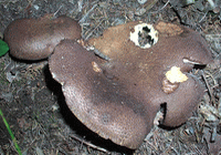 Albatrellus pes-caprae