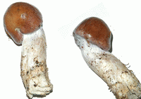 Cortinarius praestans